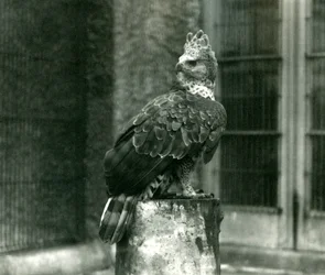 Ein gekrönter Adler im Londoner Zoo, Juni 1922